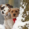 dogs in winter
