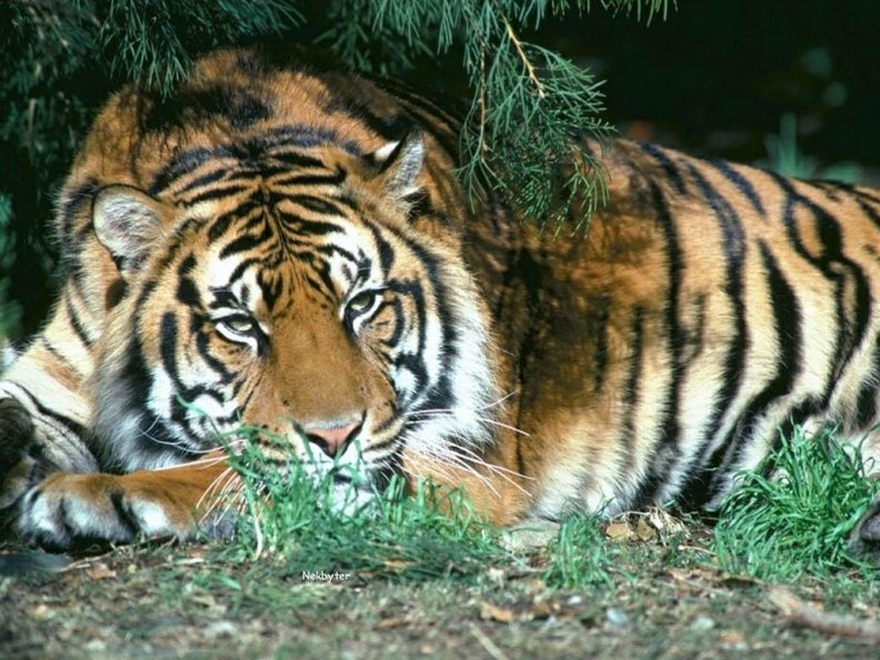 Tiger dreamworld