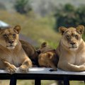 african lionesses_