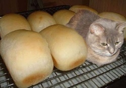pussy and warm bread