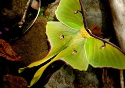 Arkansas luna moth