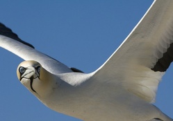 beautiful seagull