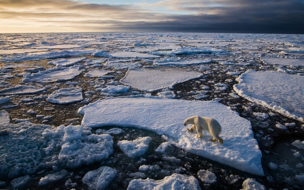 polar bear on an ice float