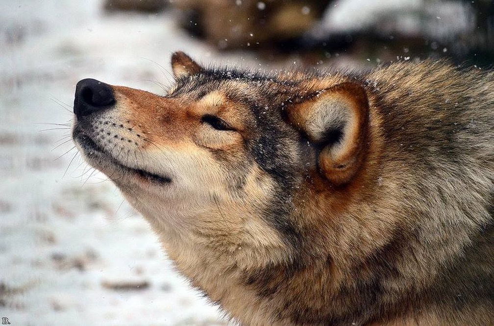 Streching wolf