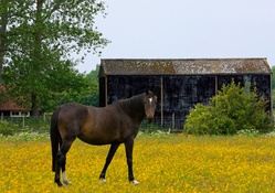 Beautiful Horse in a Yellow Field