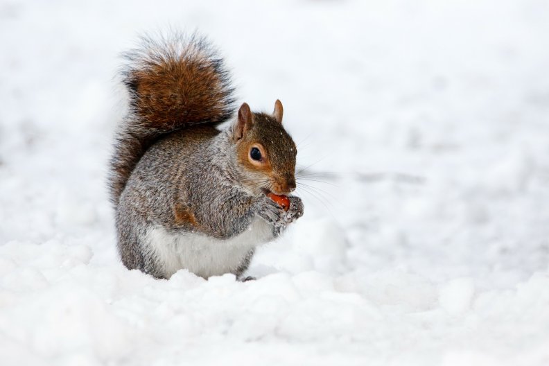 squirrel_in_snow.jpg