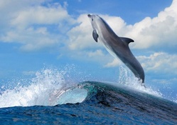 dolphin leaping over a sea wave