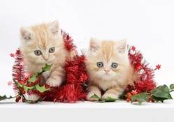 Christmas kittens
