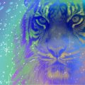 ◕Colorful Tiger◕ 