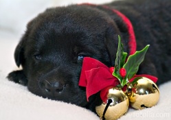 Christmas Puppy!♥