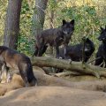 pack of black wolves