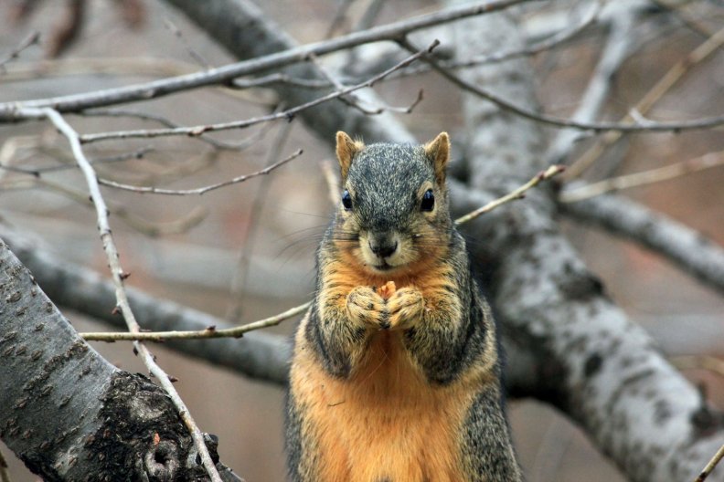Squirrel Eating a Nut
