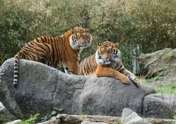 tigers from Sumatra