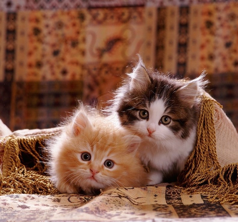 cute_kittens_under_a_cover.jpg