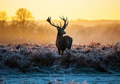 *** Deer in winter morning ***