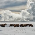 bison grazing in winter at yellowstone