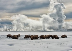 bison grazing in winter at yellowstone