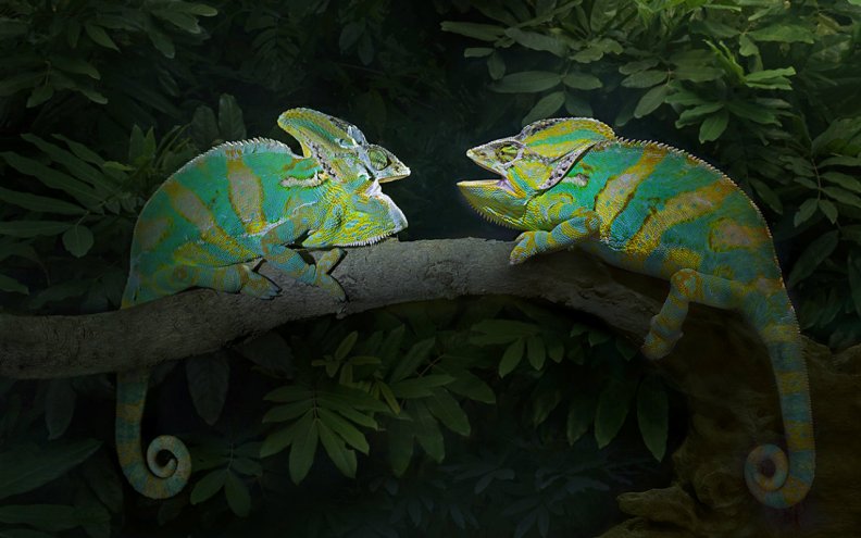 green_chameleon.jpg