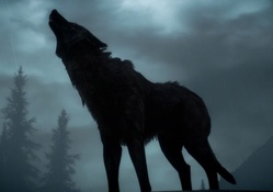 ___Wolf howls at the moon