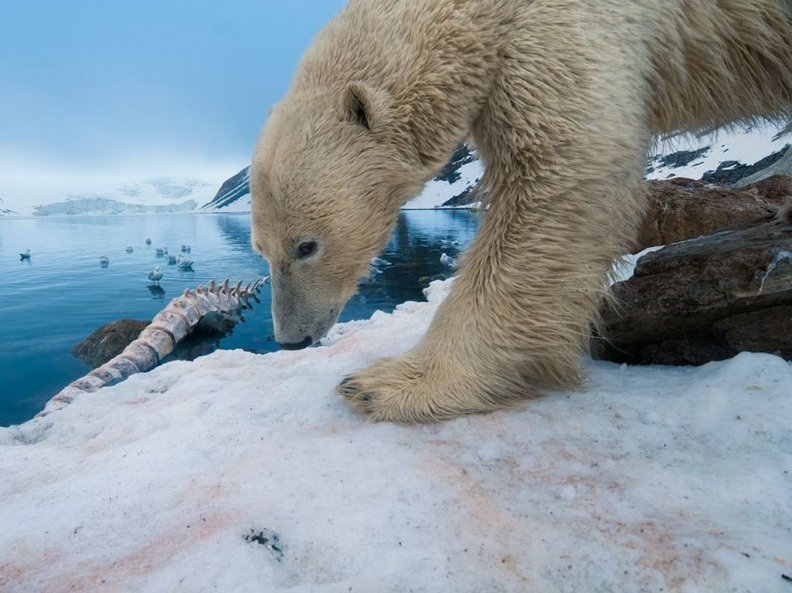 polar_bears.jpg