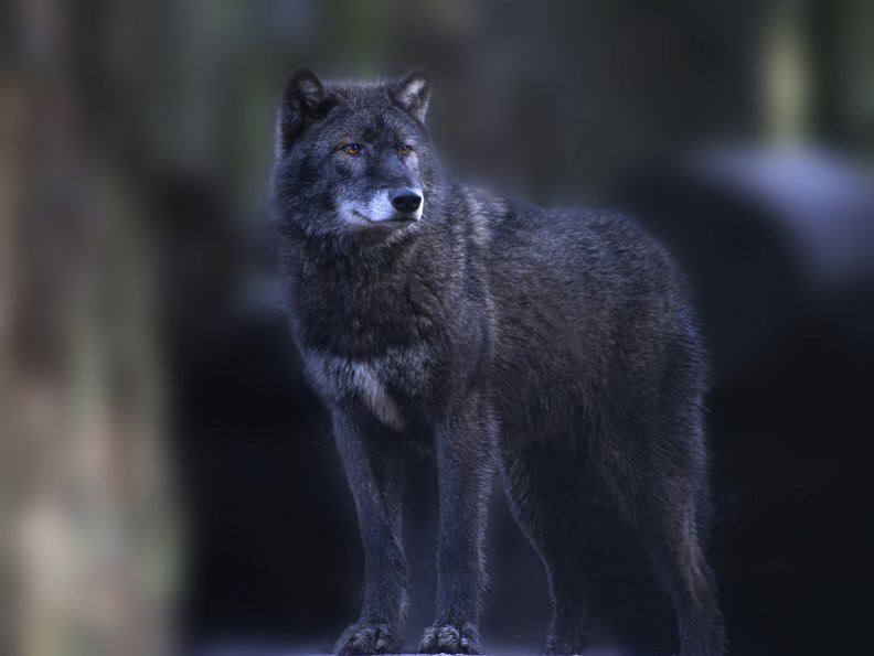 fantastic black wolf