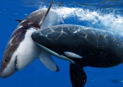 great white vs killer whale
