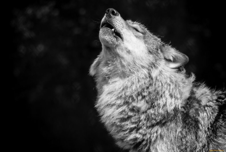 gray_wolf.jpg