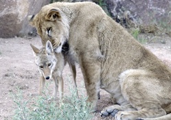 Lion With Coyote