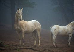 horses colorado