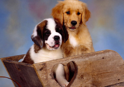 Cute puppies