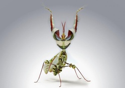 devil s flower mantis