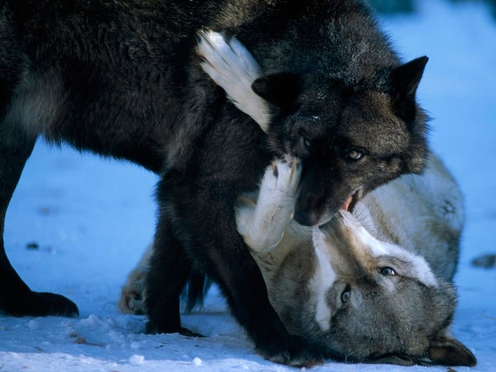 Playing wolves