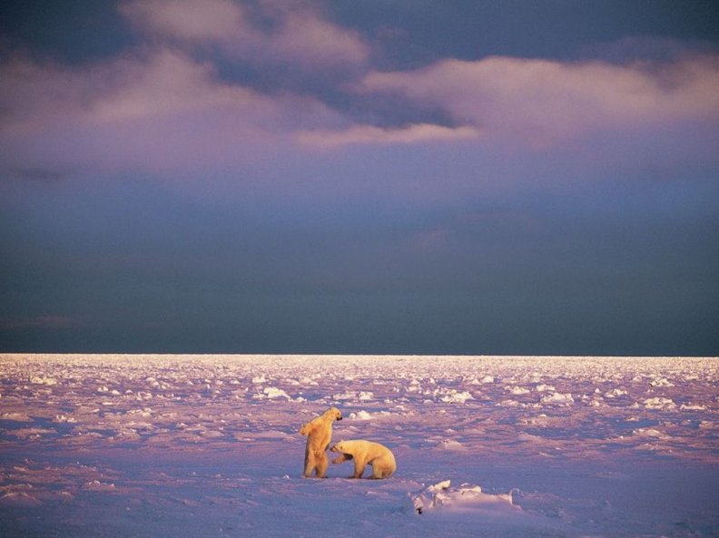 •Polar bears•