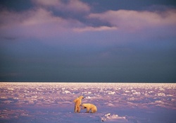 •Polar bears•