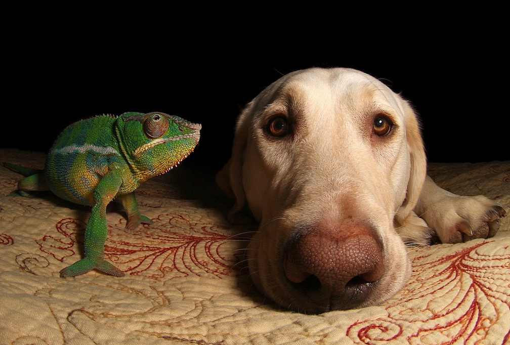 Cameleon and dog