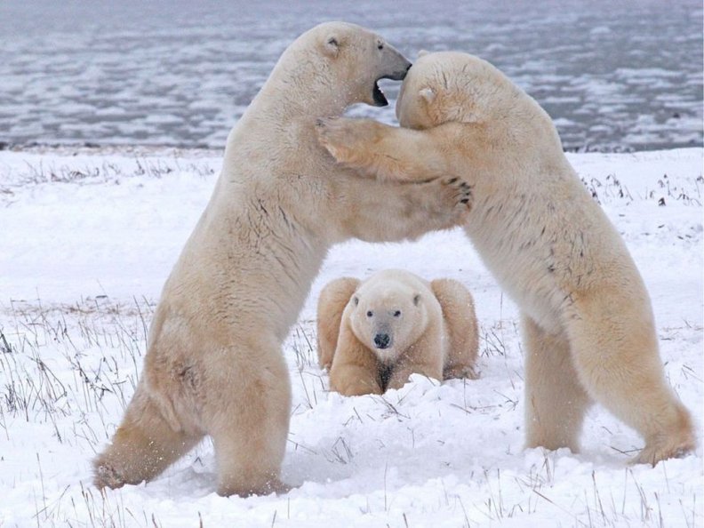Polar bears playing in Canada