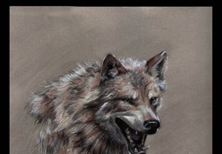 artwork wolves
