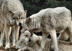 Captive Wolves