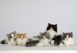 Five Persian Kittens