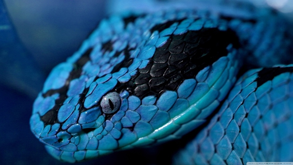 Blue snake