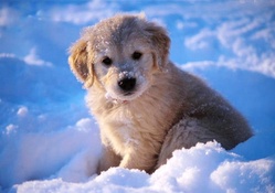 Puppy in snow