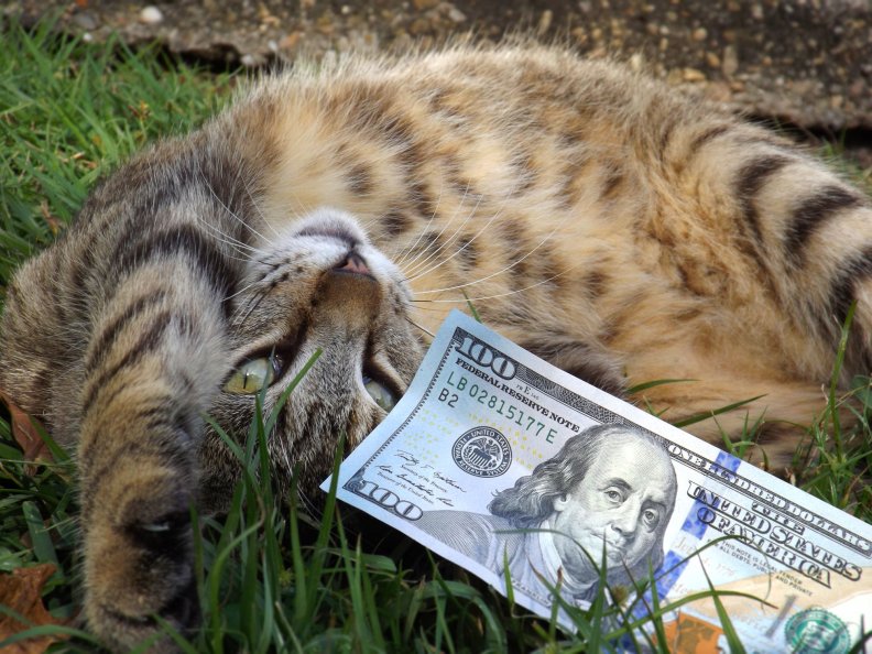 my_cat_is_play_with_100_dollar.jpg