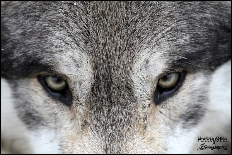 eyes of the wolf