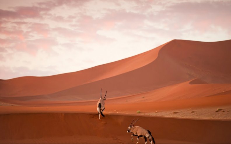 african_eland_in_a_desert.jpg