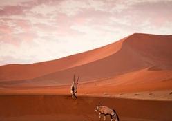 african eland in a desert