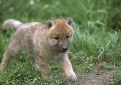 baby wolf walking