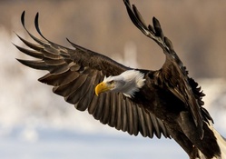 closeup of bald eagle landing in alaska