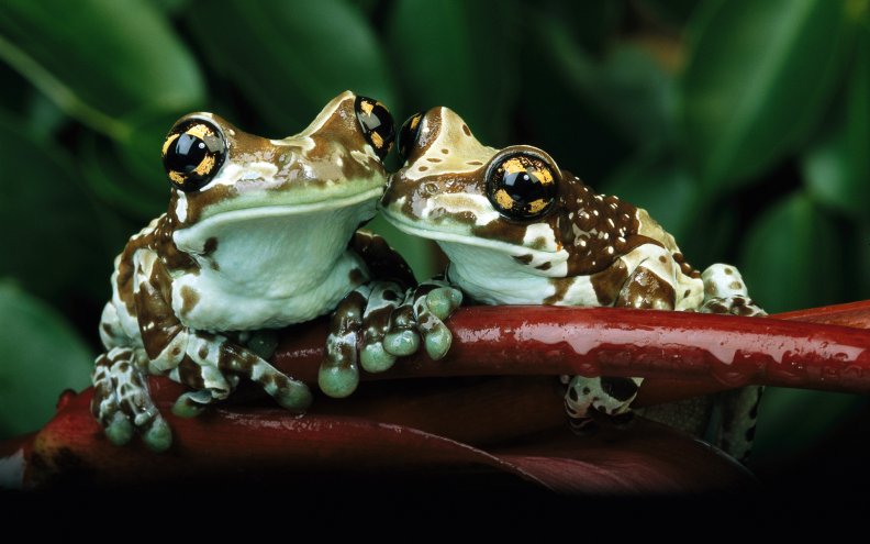 frogs couple