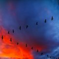 v_formation of canadian geese under gorgeous sky