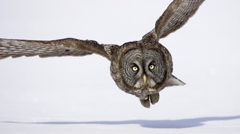 Hunting great gray owl